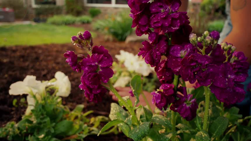A person plants flowers in their garden
