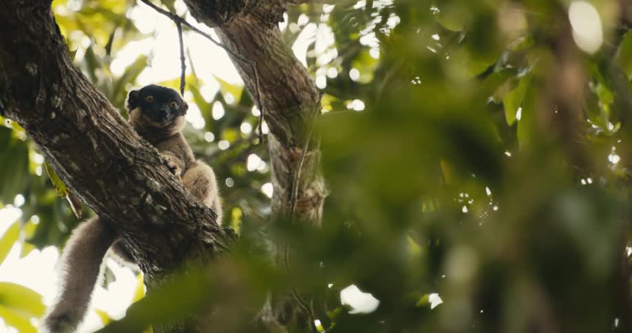An animal sitting on the tree at daytime