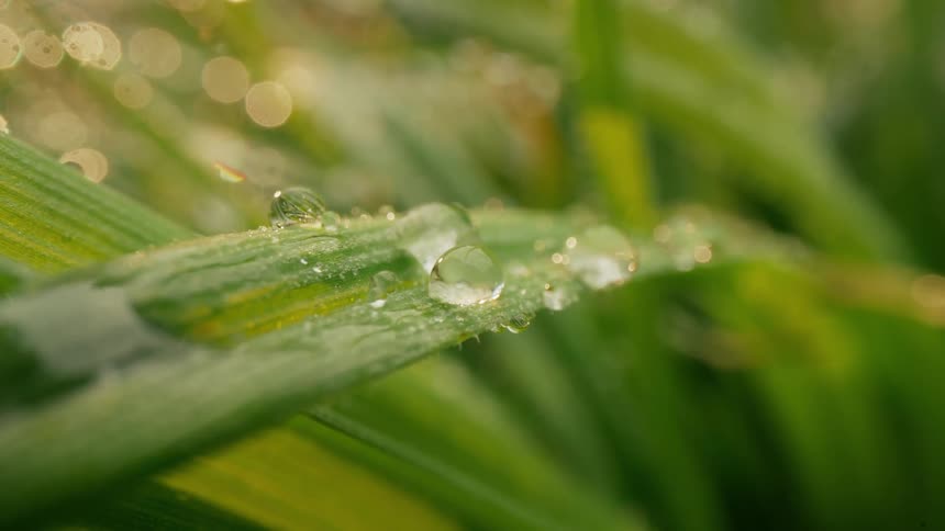 A close up clip of green leaves