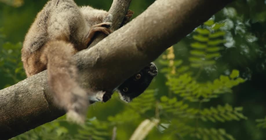 A jungle animal is lounging upside down from a tree branch