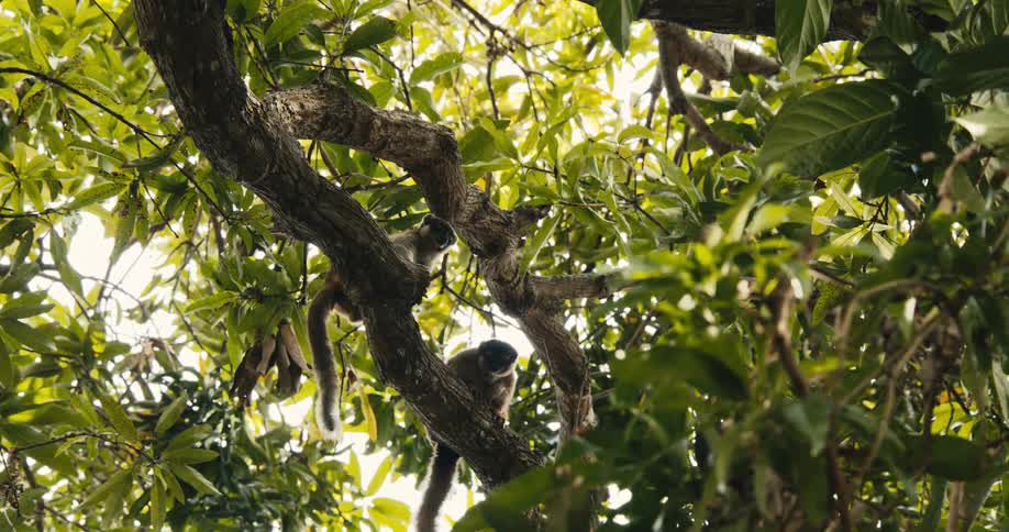 Several lemurs are sitting on the branches of a tree surrounded by dense foliage