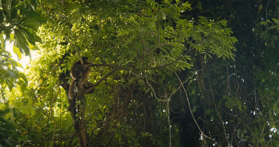 A monkey sits on a branch in the forest during daytime