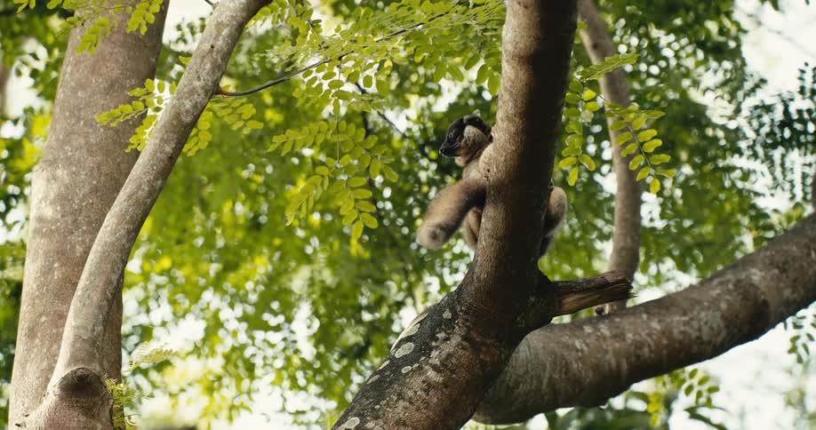 The lemurs are climbing up the branches