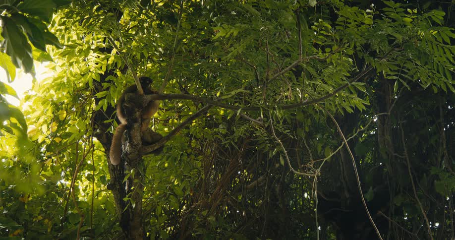A lemur perches high in a dense leafy tree partially obscured by branches and foliage in a lush tropical forest