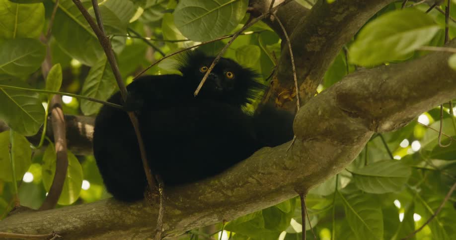 A footage of an animal on the tree