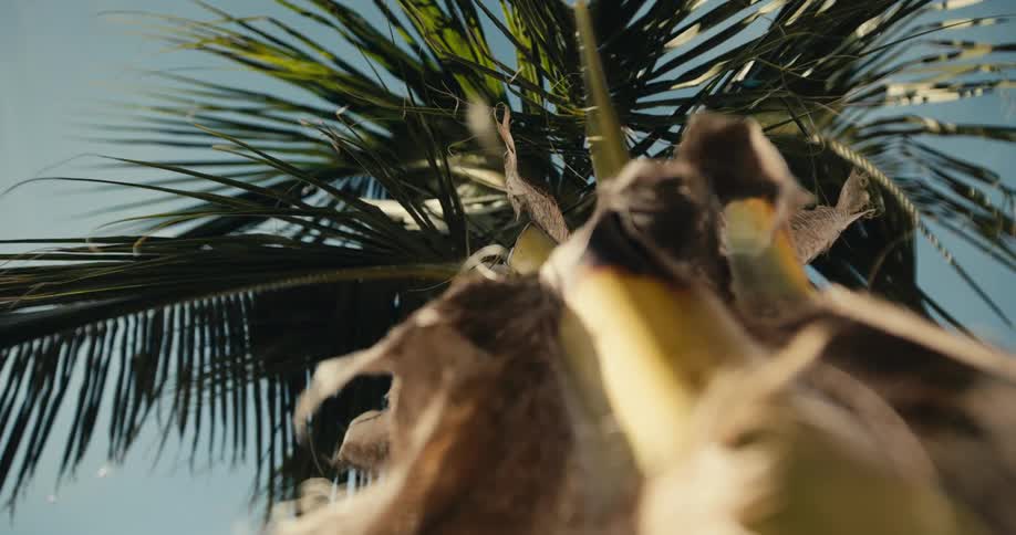 Looking up at a palm tree as the leaves move in the breeze