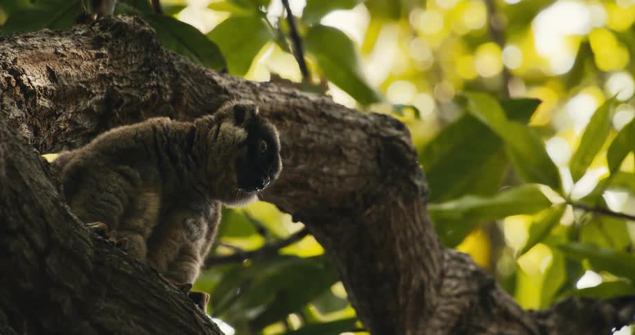 A lemur is sitting on tree branch in the middle of the jungle