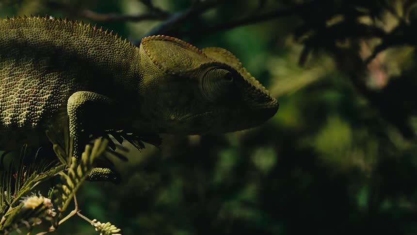 The chameleon is perched on the tree branch
