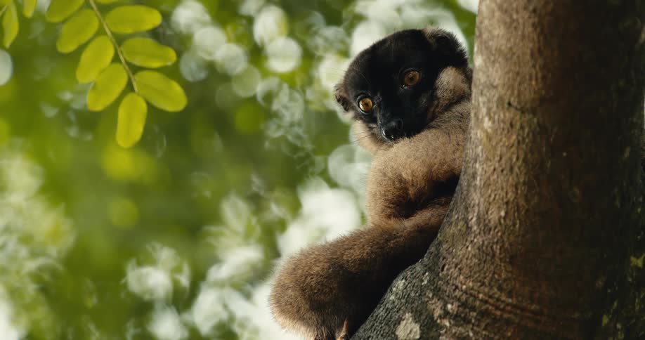 A brown lemur with a dark face and bright orange eyes perches on a tree looks directly at the camera and briefly sticks out its tongue