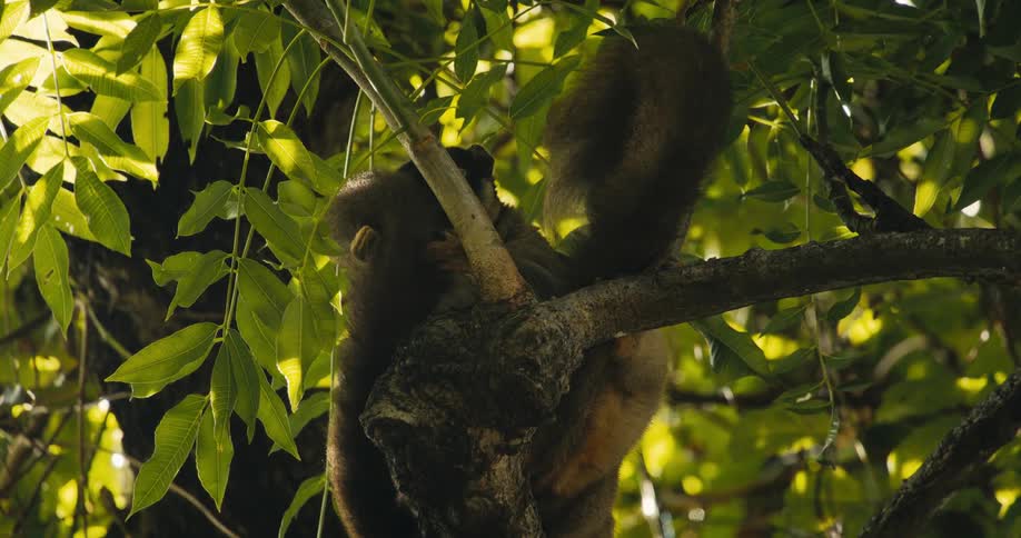A lemur hugs the tail of another lemur as they rest on a tree branch in the forest