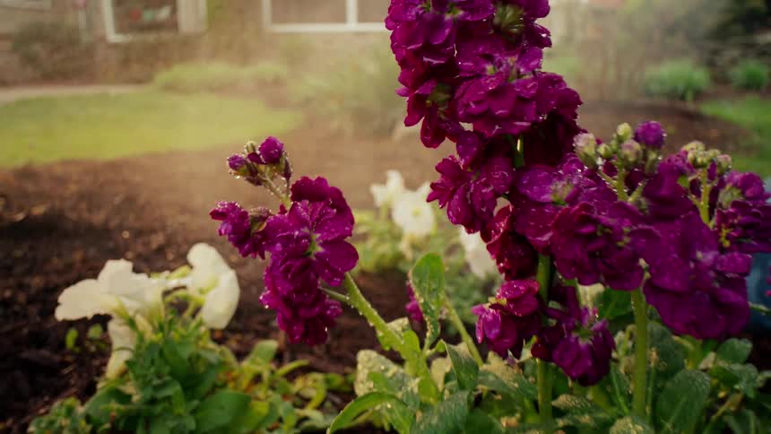 Closeup of a flower in a garden watered by a person during the day