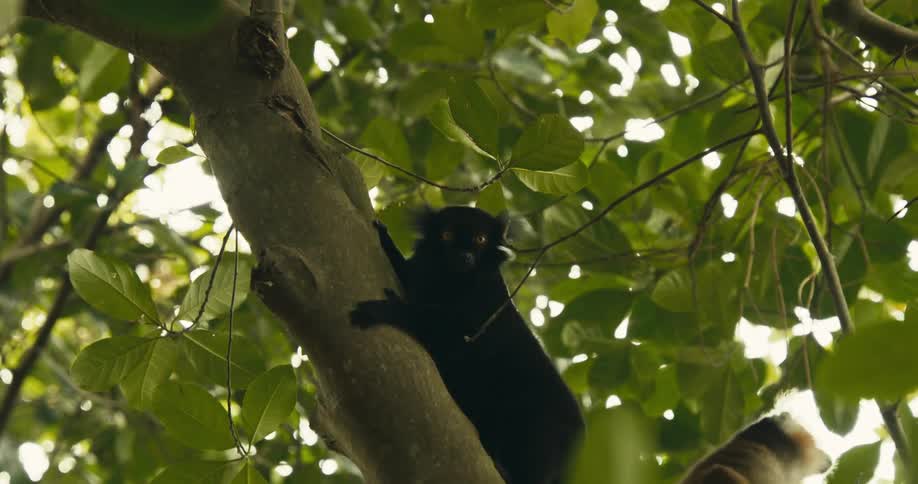 A black lemur with bright eyes climbs a tree trunk amidst green leaves looking around before moving further up and partially out of view