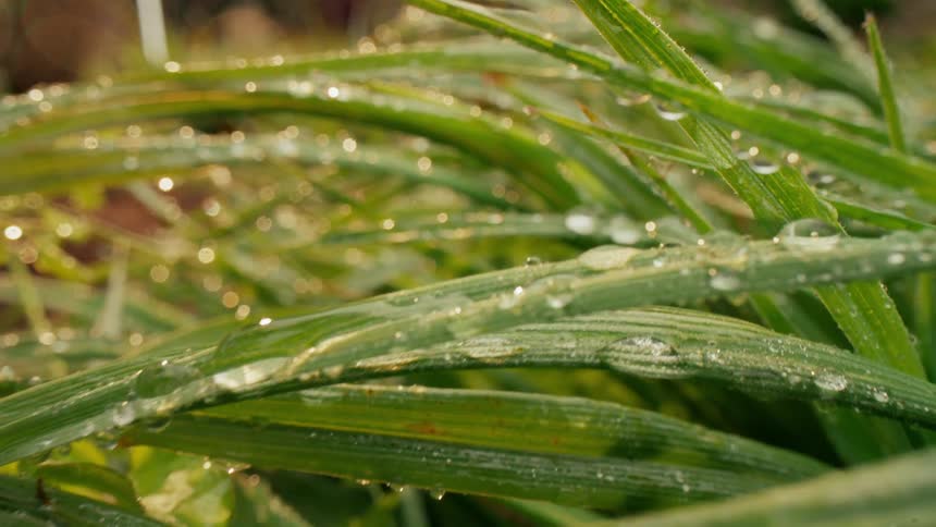 Sunlight shines upon water droplets as they cling to blades of grass