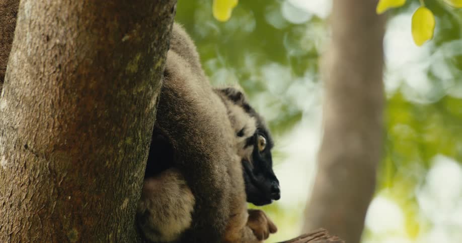 Closeup of a lemur sitting on a tree branch in daytime