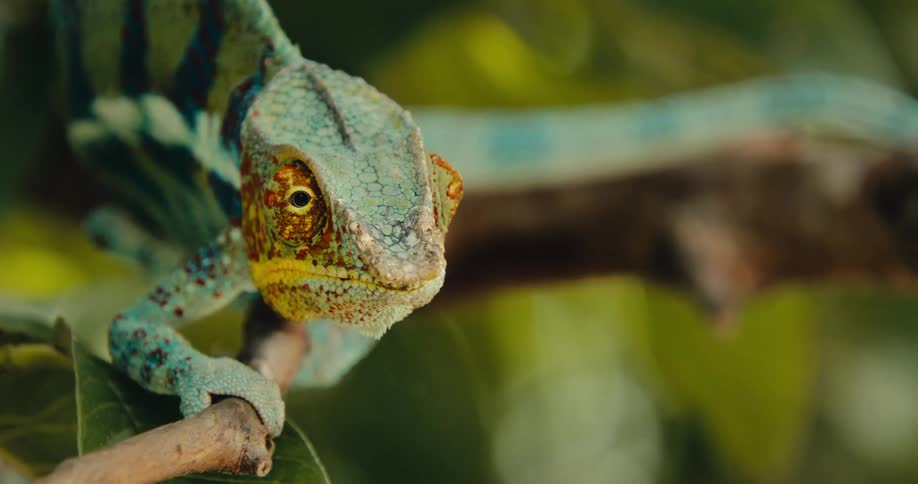 Colorful chameleon with scales in shades of green blue and orange balances on a branch among green leaves