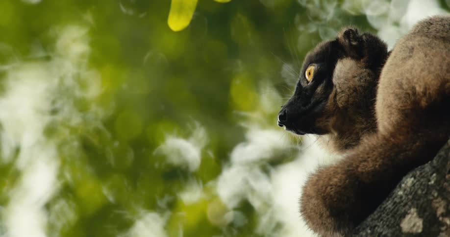 A lemur with orange eyes sits on a tree branch gazing into the distance