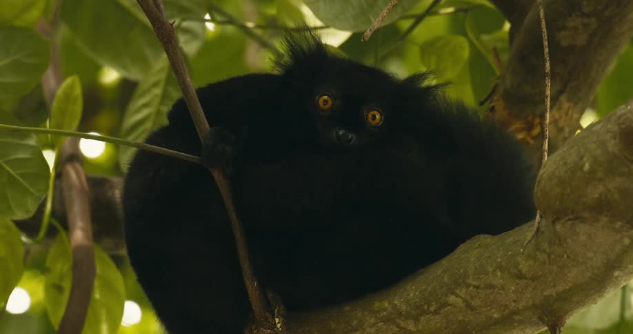 A black lemur sits on a tree branch in daytime