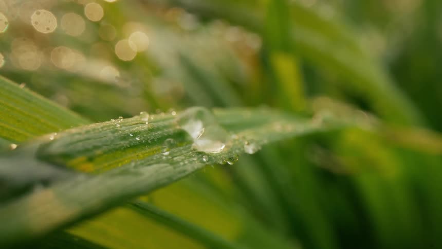 Drops of water are on the plant