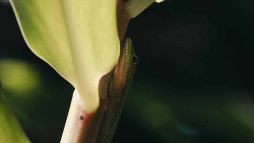 A small green gecko clings to the stalk of a tropical plant partially hidden in shadow with only one eye visible in the sunlight