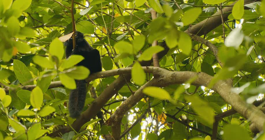 The animal is perched up in the tree