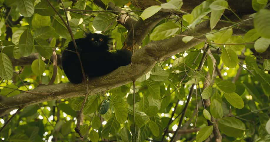 A milneedwards sifaka sitting on a tree branch in the forest