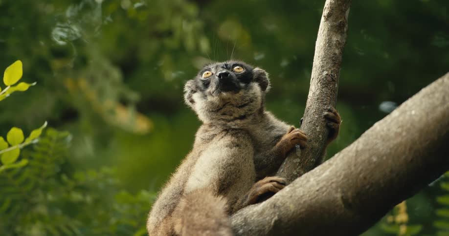 A brown big eyed lemur is in a tree looking around