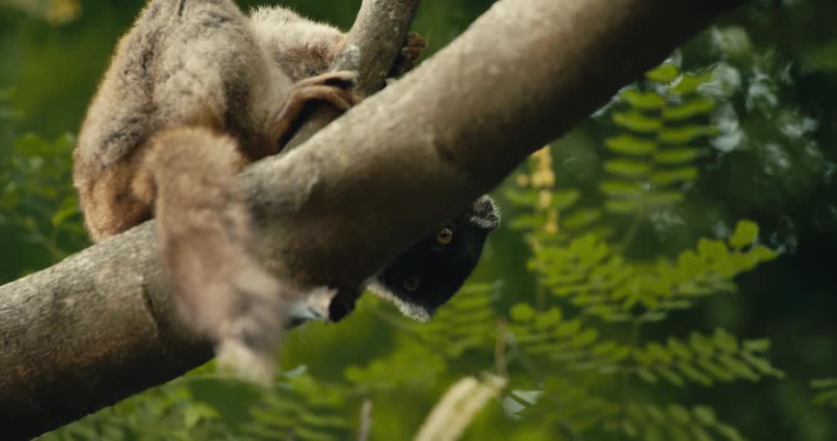 A lemur sits on a tree branch and looks downwards in daytime