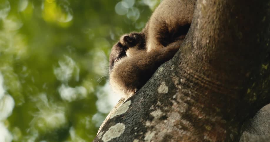 A tropical mammal is resting on the branch of a tree