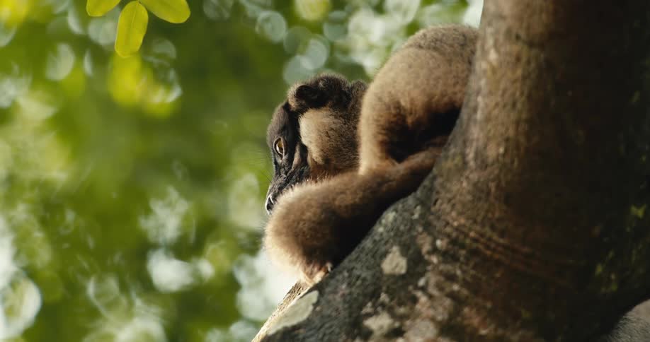 A brown lemur rests curled up on a tree branch looking around alertly with its bright eyes as sunlight filters through the green leaves in the background
