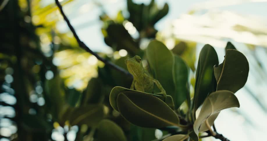 A green lizard perches on a tree leaf in daytime