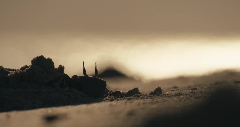 A silhouetted crab with prominent eyestalks remains mostly still on a sandy beach viewed from a low angle against a bright hazy sky
