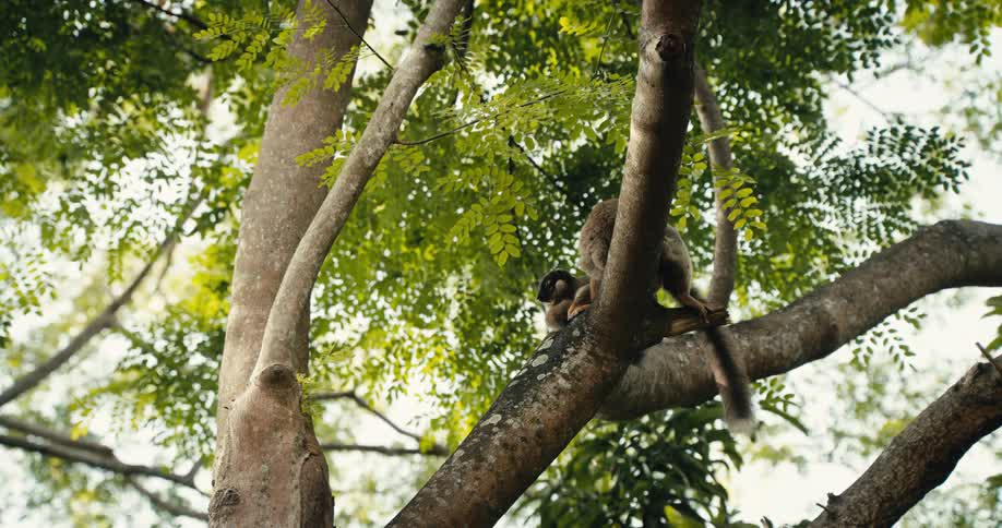 Two lemurs one smaller than the other rest together on a thick tree branch amidst green leaves viewed from below as the larger lemurs tail twitches slightly