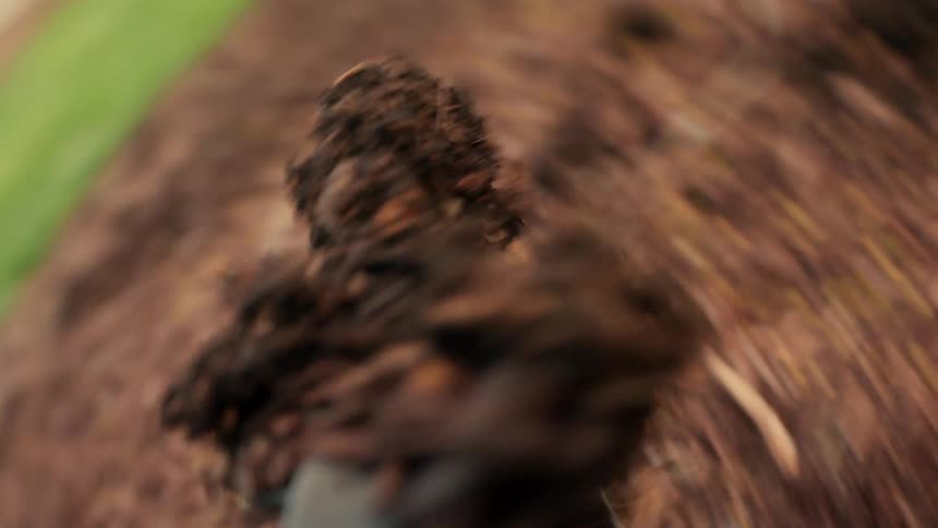 A closeup view shows a shovel or gardening tool digging through mulch in a garden bed