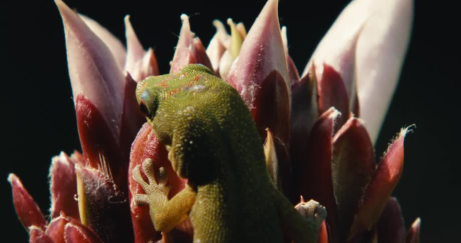 The gecko licks the plant
