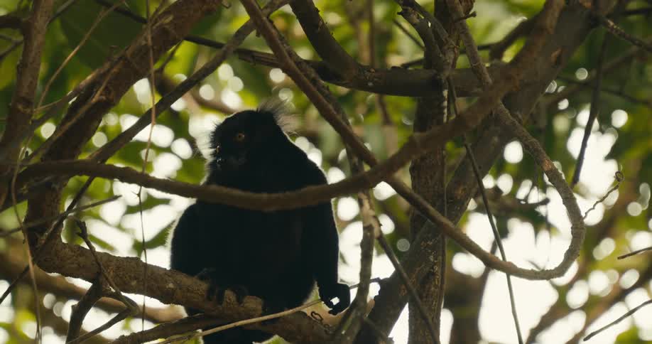Black lemur with golden eyes watches intently as it perches among branches amidst vegetation