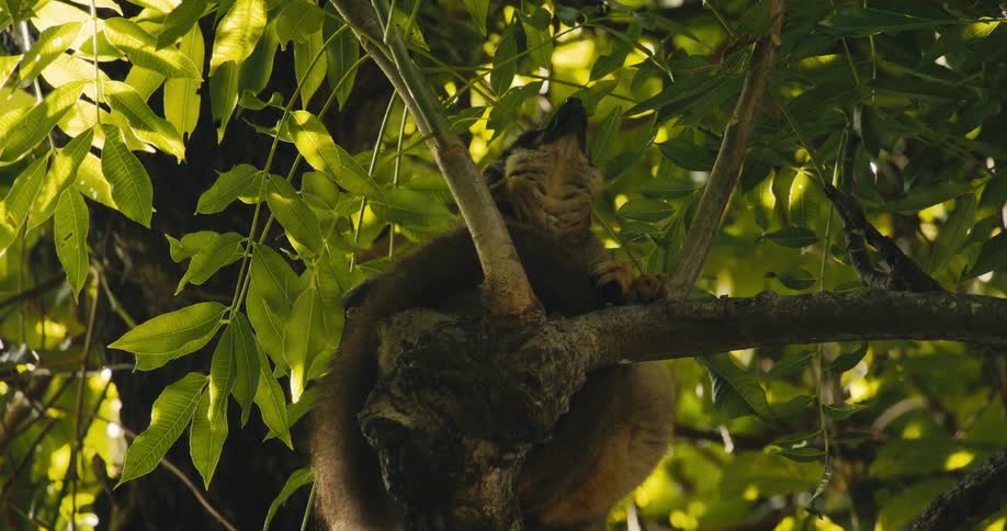 A brown lemur with bright eyes sits perched on a tree branch amidst sundappled green leaves looking around and then tilting its head upwards