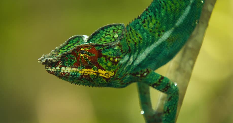 Close up of a chameleon moving just one eye