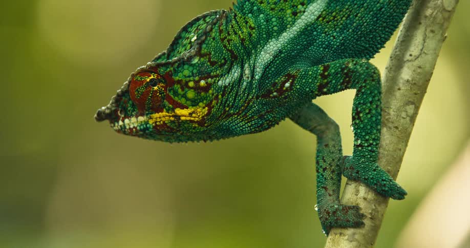 Panther chameleon holding on to a branch and moving its eye looking around