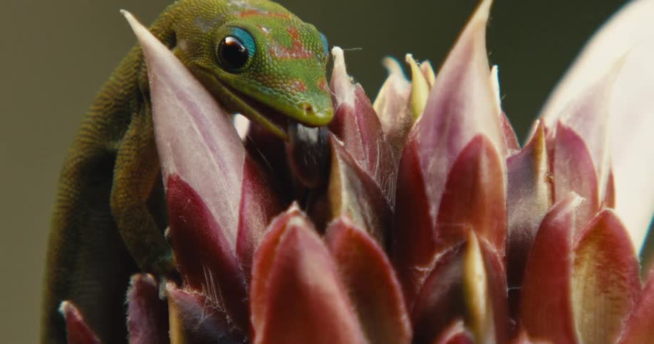 A vibrant gecko licks nectar from a tropical flower in a detailed closeup shot