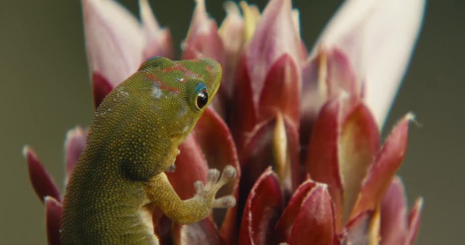 Gecko lizard on flowers sticking out its tongue