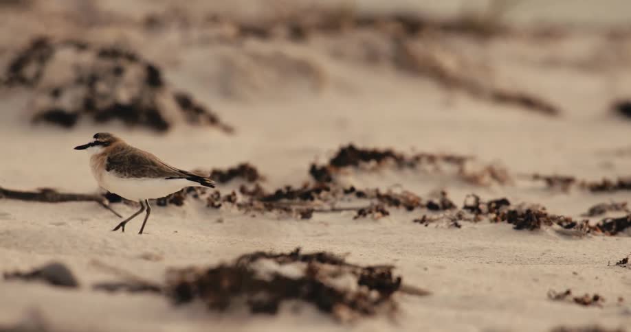 A small bird walks across the sandy ground among scattered dry vegetation