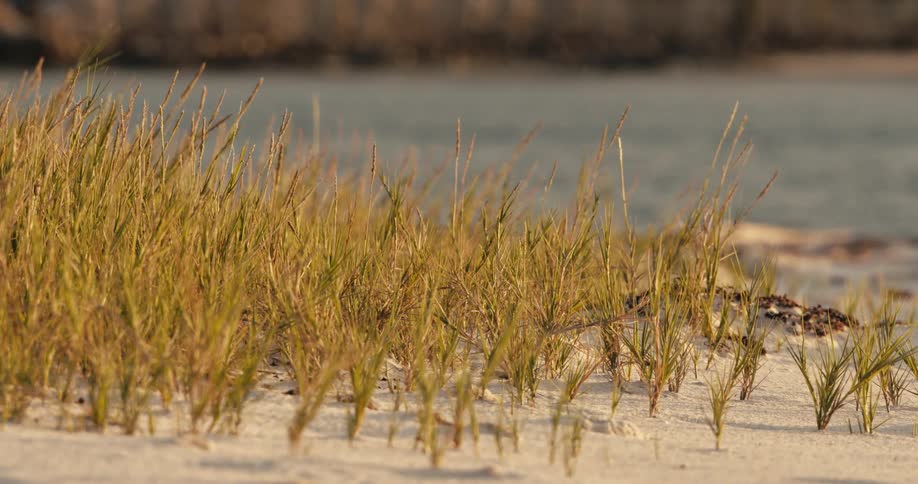 Golden beach grass sways gently in the wind on a sandy shore with calm water and a blurred treeline visible in the background