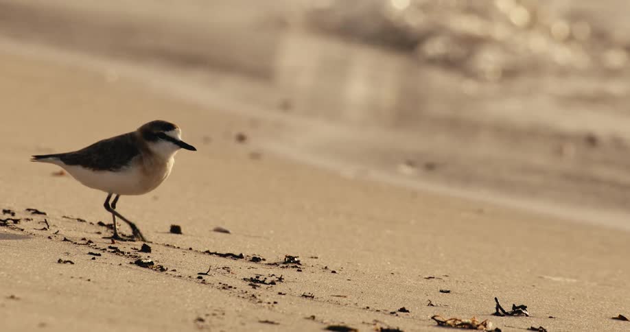 A shorebird walking slowly across the beach sand