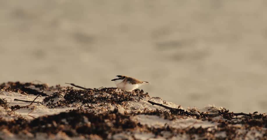 Two small shorebirds forage on a rocky seaweedcovered beach under warm lighting