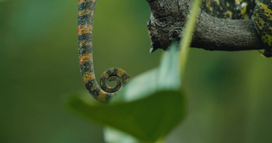 Closeup of a chameleons tail as it sits on a tree branch in daytime