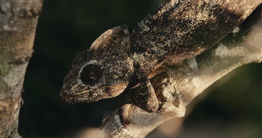 Camouflaged lizard sits quietly on a tree branch