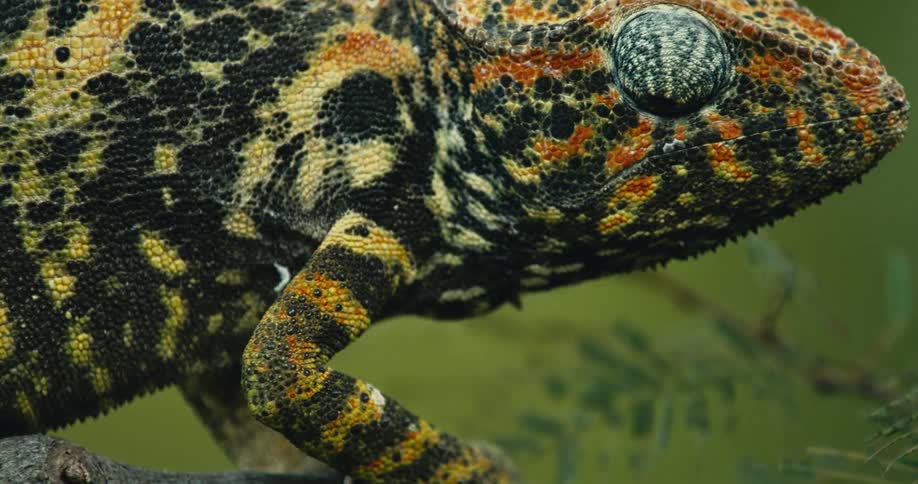 Static chameleon on a tree moving only its eye