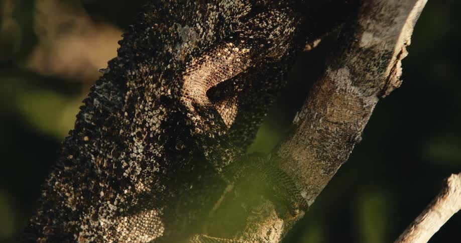 Closeup of a brown reptile sitting on a tree branch in daytime