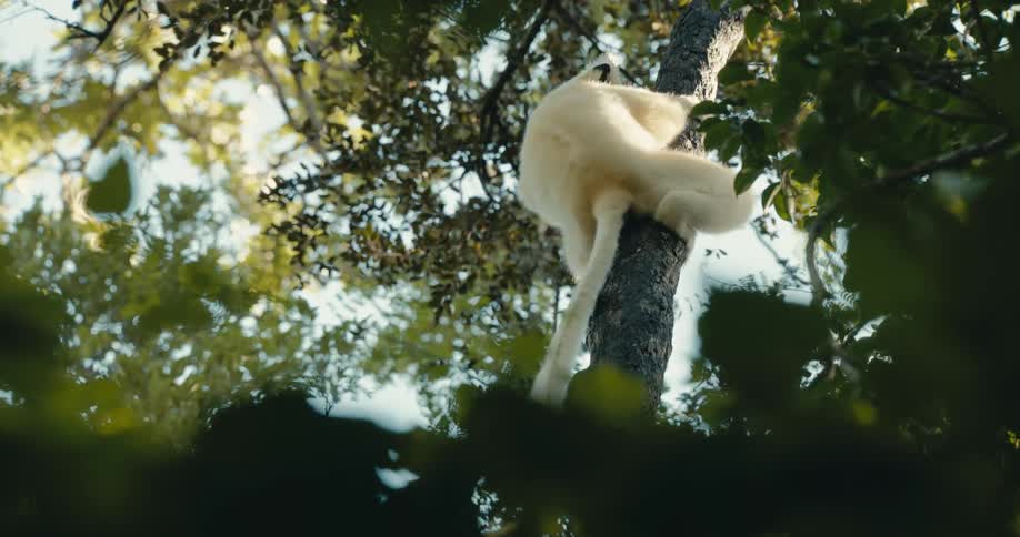 The animal climbing the tree looks back
