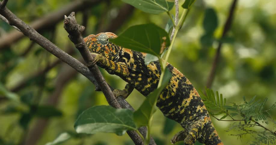 Chameleon slowly crawling up a tree branch as outdoors on a breezy day